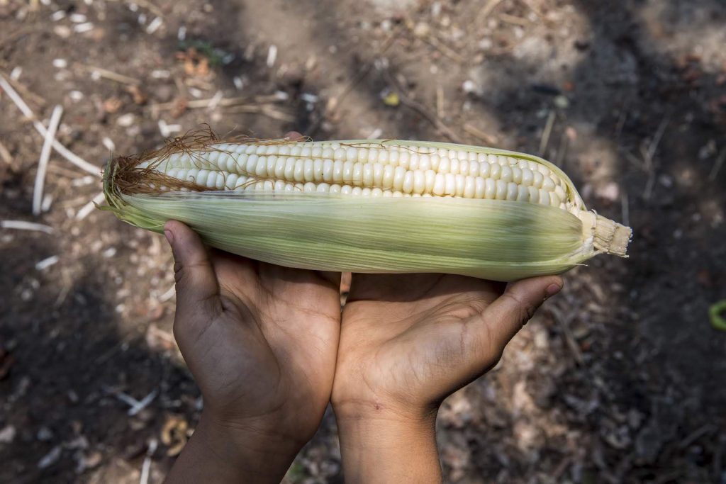 Corn